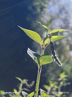 IMG_20251002_125502.jpg