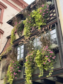 IMG_1818 2.jpeg