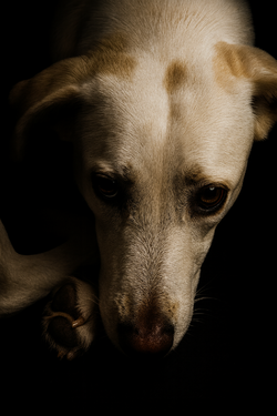 file_0000000097a061f983146c51158820a7.png