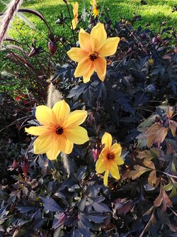 M4P - IMG_20251001_160303.jpg