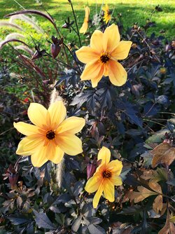 M4P - IMG_20251001_160315.jpg