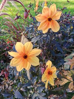 M7P - IMG_20251001_160225.jpg