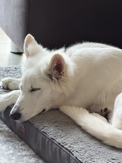 IMG_4488.jpeg