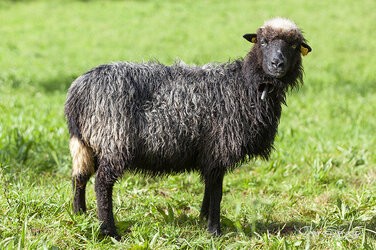 Oveja-Xalda.jpg