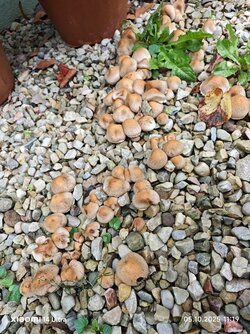 IMG_20251005_111914.jpg