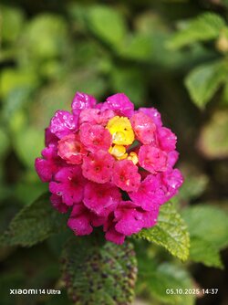 IMG_20251005_143745.jpg