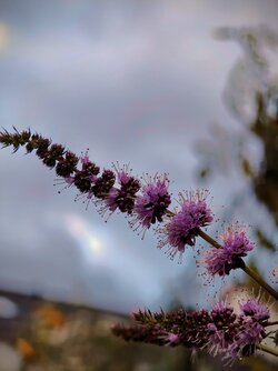 IMG_20251005_173357248~2.jpg