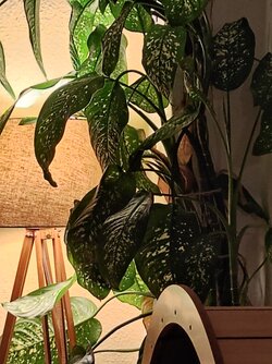X12_IMG_20251009_190108.jpg