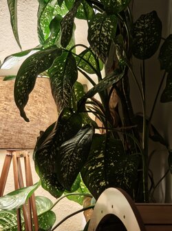 X15_IMG_20251009_185928.jpg