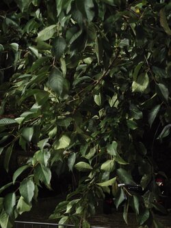 X17pro_IMG_20251009_200614.jpg
