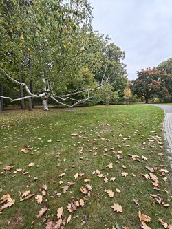 X15_IMG_20251010_101338.jpg