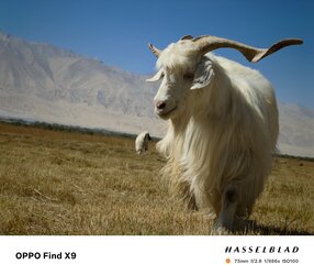 005NAuPugy1i67c4z6xnlj635s2rkhdv08.jpg