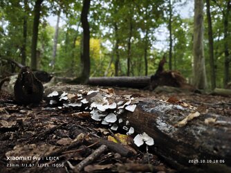 IMG_20251010_180614.jpg IMG_20251010_180614.jpg