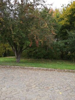 P20_IMG_20251011_133318.jpg