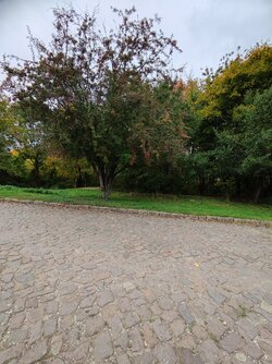 X12_IMG_20251011_133229.jpg