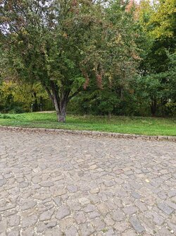 X15_IMG_20251011_133117.jpg