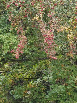 X15_IMG_20251011_133126.jpg