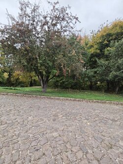X17pro_IMG_20251011_133418.jpg