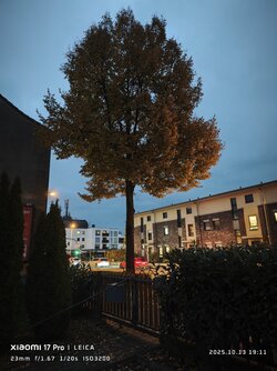 IMG_20251013_191149.jpg IMG_20251013_191149.jpg