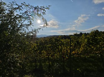 IMG_20251012_163930.jpg