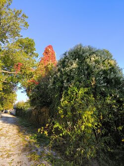 IMG_20251013_165111.jpg