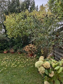 IMG_20251016_132957.jpg IMG_20251016_132957.jpg