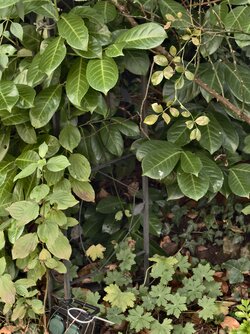 IMG_20251016_132916.jpg IMG_20251016_132916.jpg