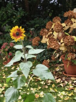 IMG_20251016_143633.jpg IMG_20251016_143633.jpg