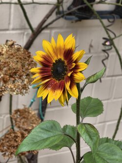 IMG_20251016_132730.jpg IMG_20251016_132730.jpg