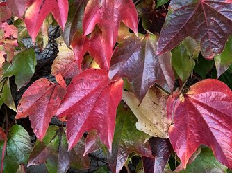 Herbstblätter.JPG