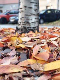IMG_20251018_170918574.jpg