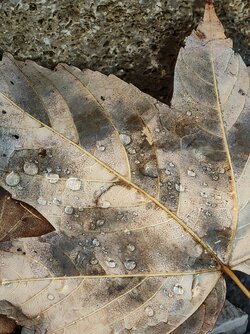 IMG_20251018_173012125~2.jpg