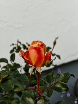 IMG_20251018_175635140~2.jpg