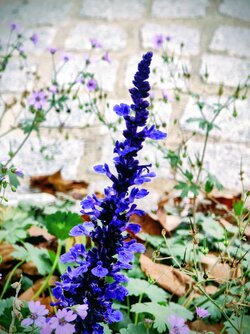 IMG_20251018_175655700~2.jpg