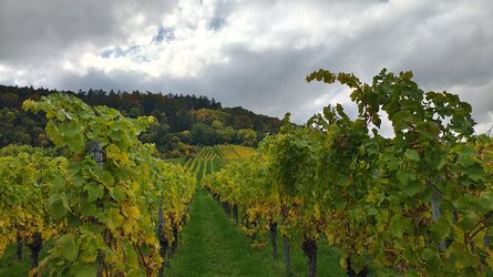 IMG_20251016_141559396_HDR.jpg