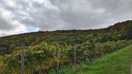 IMG_20251016_143229099_HDR.jpg