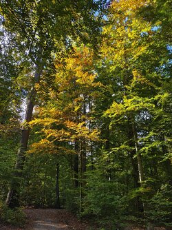 IMG_20251016_151639848_HDR.jpg