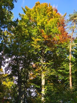 IMG_20251016_151706835_HDR.jpg