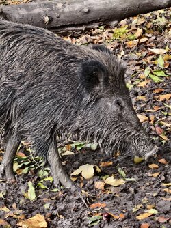 IMG_20251019_151231.jpg IMG_20251019_151231.jpg