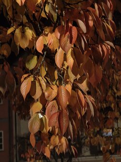 IMG_20251020_200335888.jpg