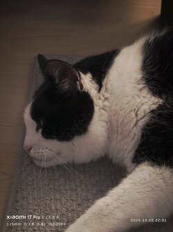 IMG_20251020_220609.jpg IMG_20251020_220609.jpg