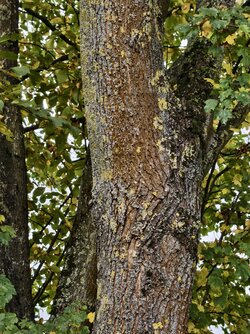 IMG_20251021_125605.jpg IMG_20251021_125605.jpg