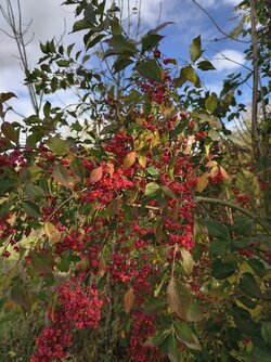 IMG_20251021_123946.jpg IMG_20251021_123946.jpg