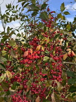 IMG_20251021_123939.jpg IMG_20251021_123939.jpg