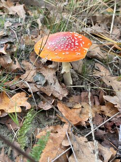 IMG_3897.jpeg