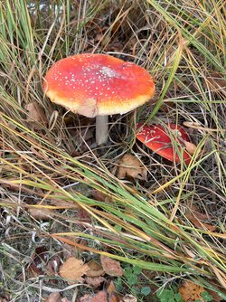 IMG_3908.jpeg