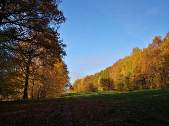 IMG_20201106_144250.jpg