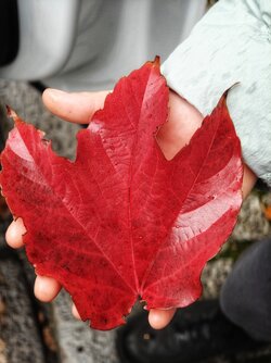 IMG_20251022_125712774.jpg