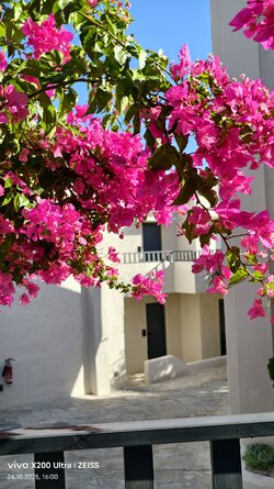 IMG_20251024_160007_040952.jpg