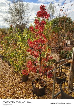 IMG_20251018_105735250_HDR.jpg